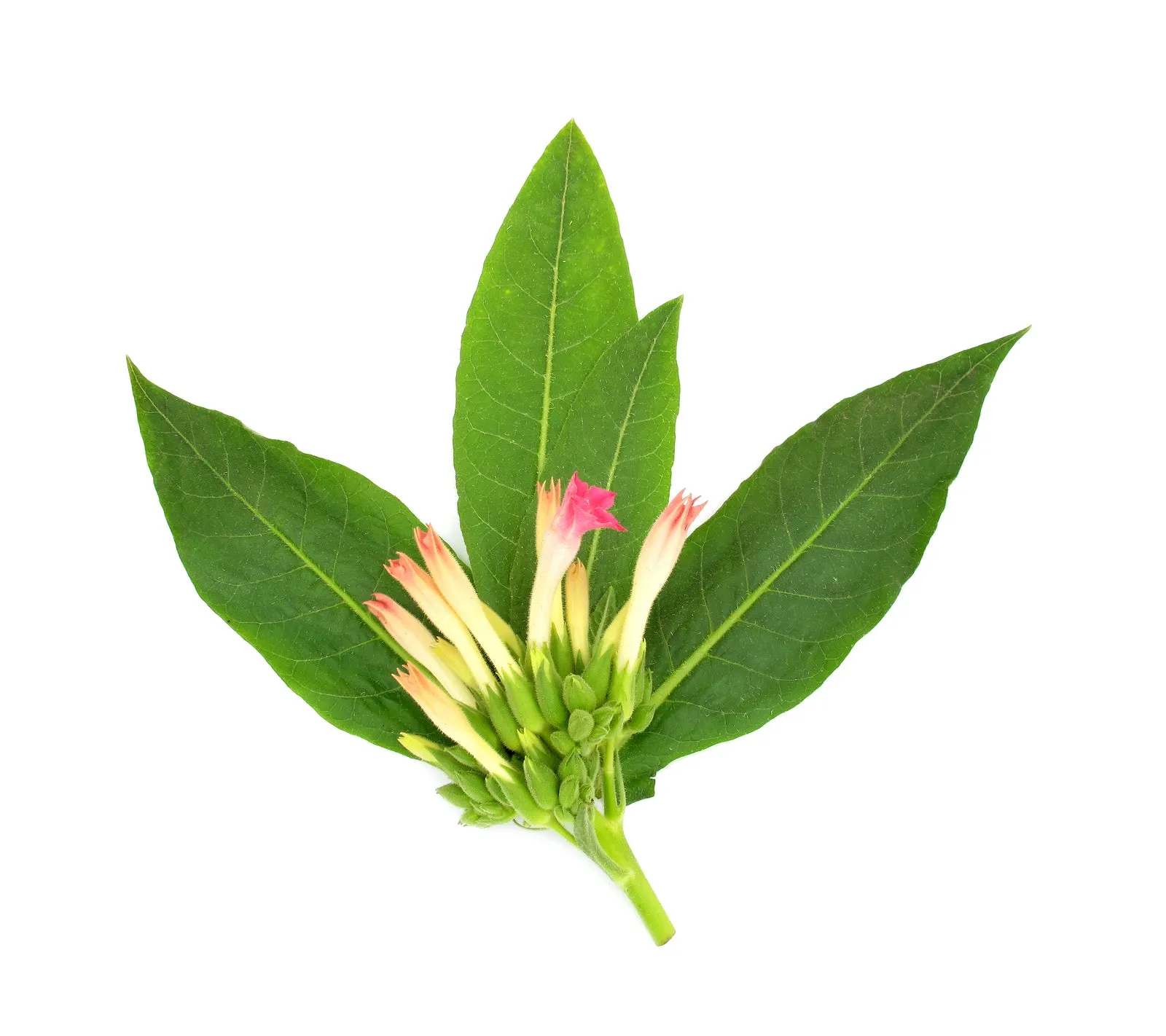 Tobacco Leaves Fragrance Oil